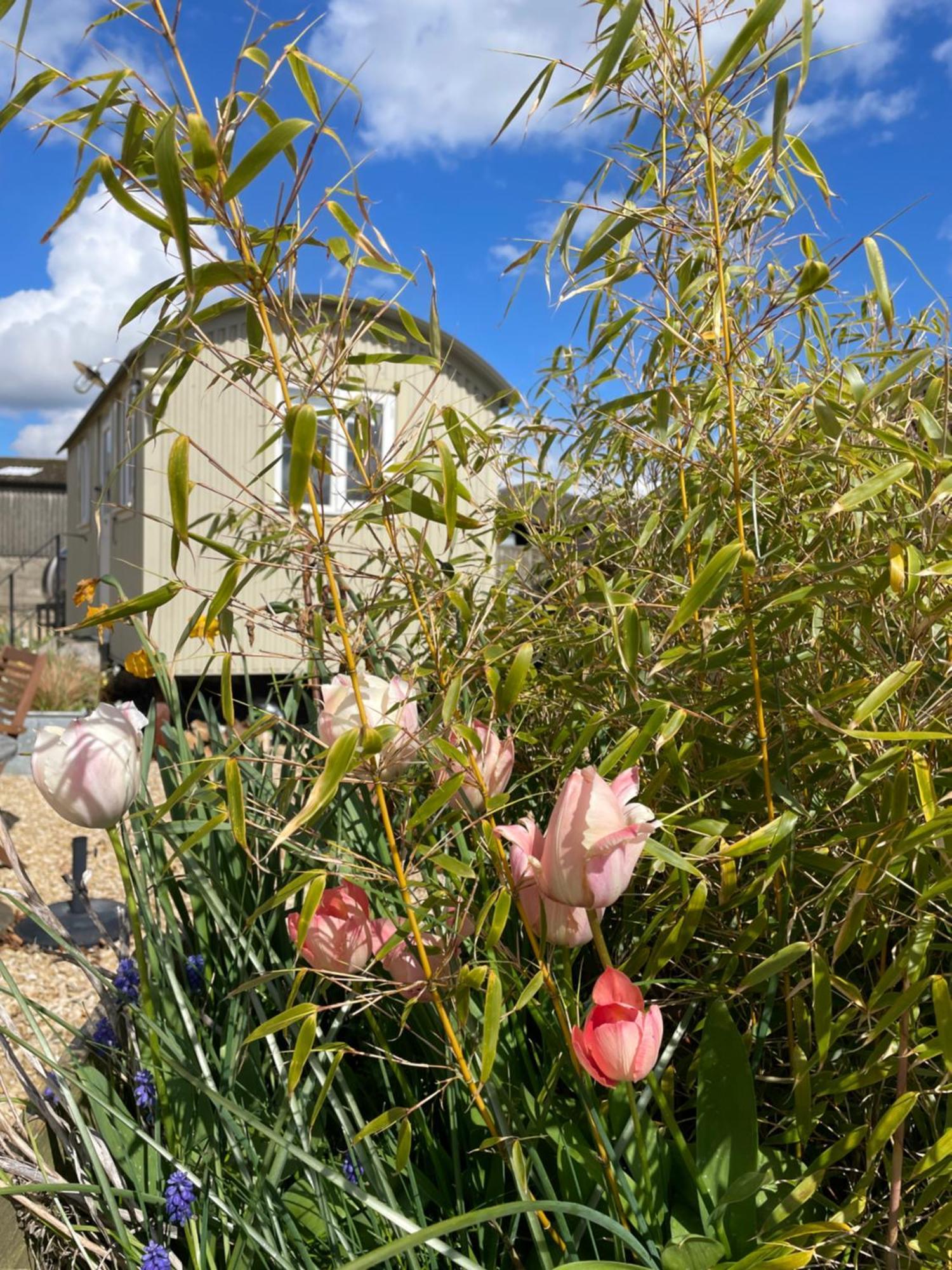 The Shepherd'S Hut Mixbury Экстерьер фото